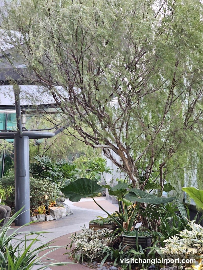 Lush Garden Scene with Potted Plants