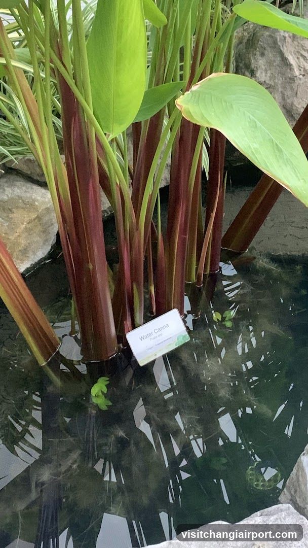 Water Caladium in Pond