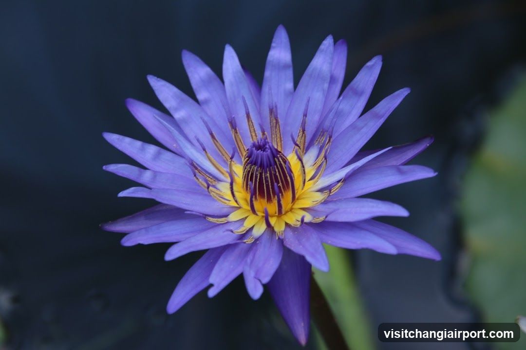 Purple Water Lily
