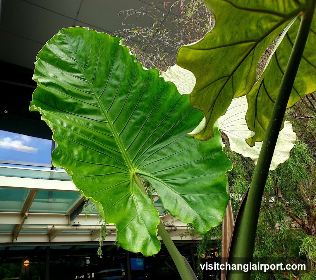 Large Green Leaf Plant