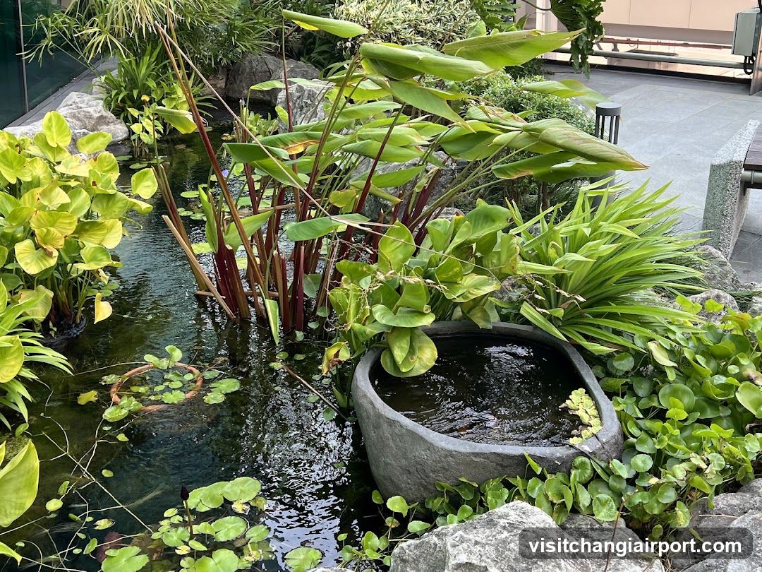 Garden Pond Scene