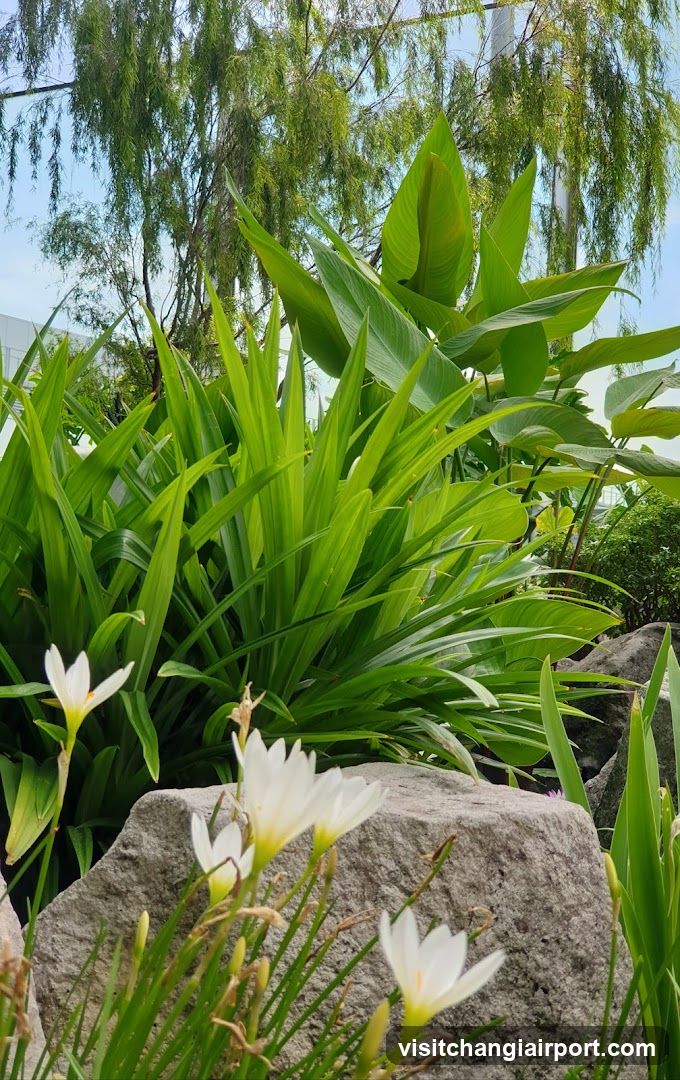 Garden Scene with White Flowers and Green Foliage
