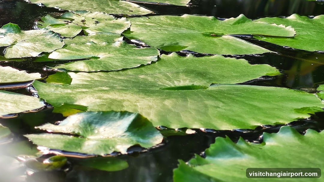 Lily Pads on Water