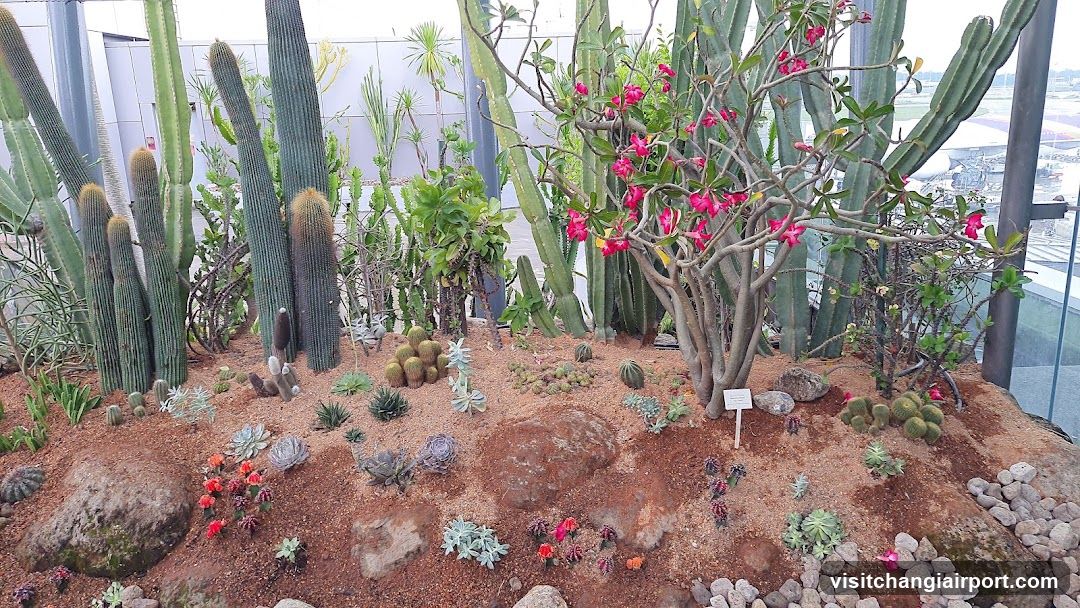 Cactus Garden Display