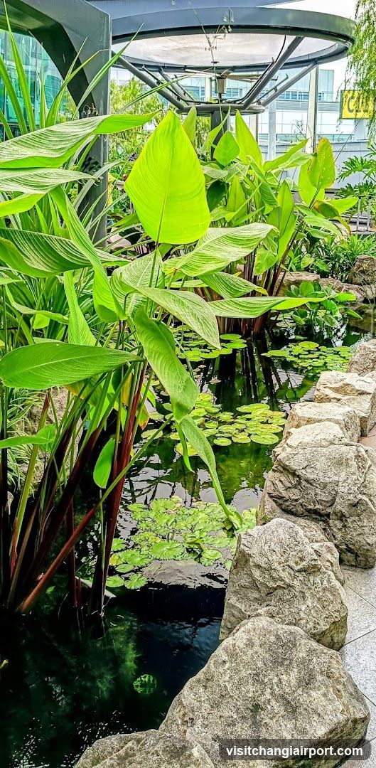 Garden Pond Scene