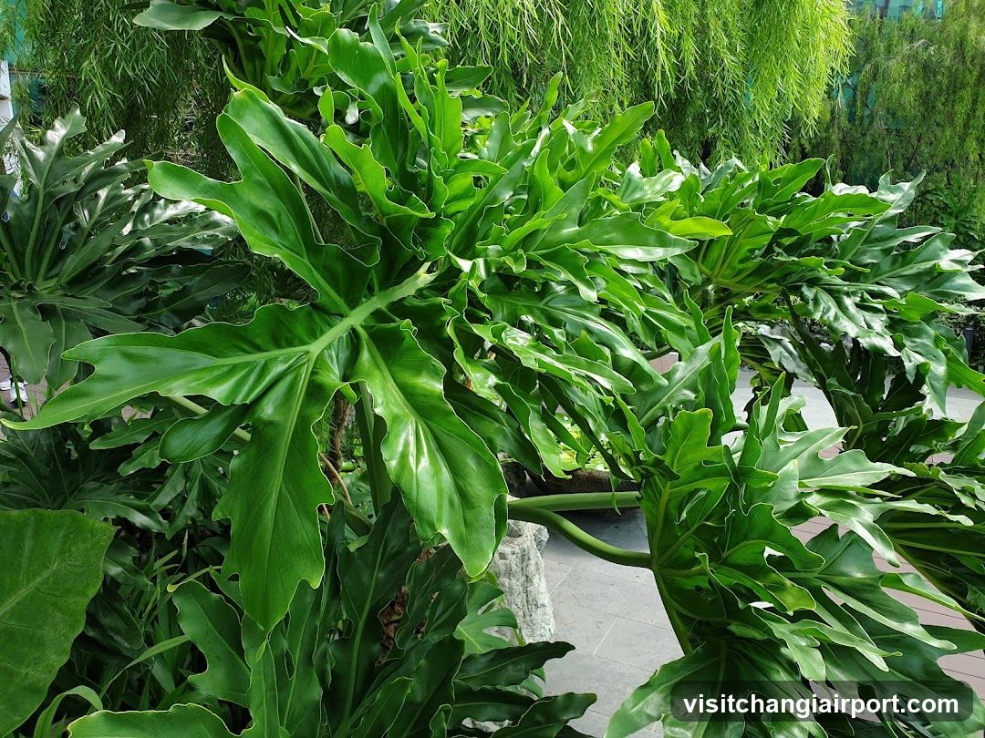 Green Leafy Plants in Garden Setting