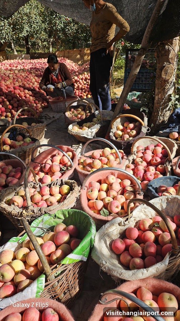 Apple Market Stall