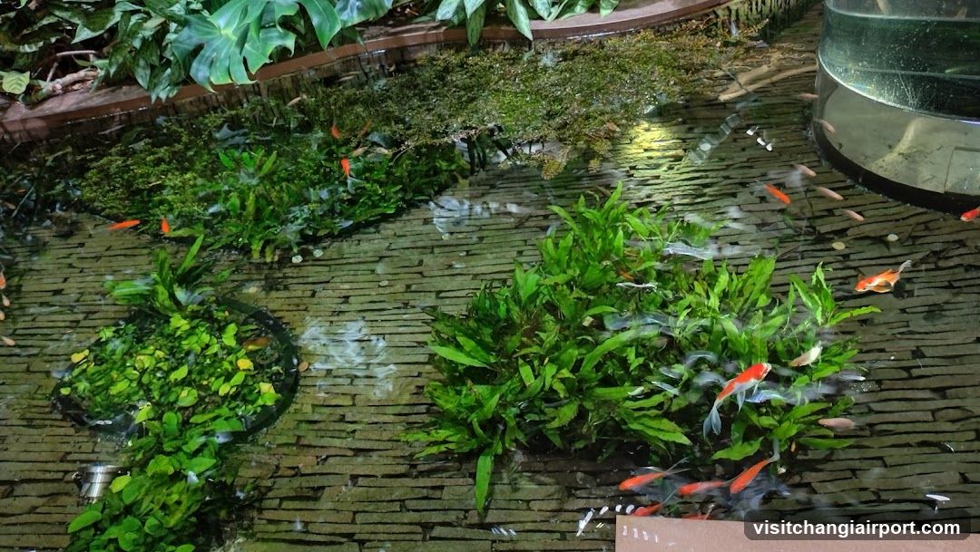 Aquarium with Goldfish and Plants