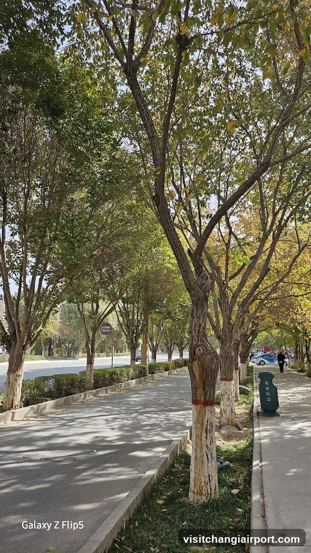 Tree-lined sidewalk with autumn foliage