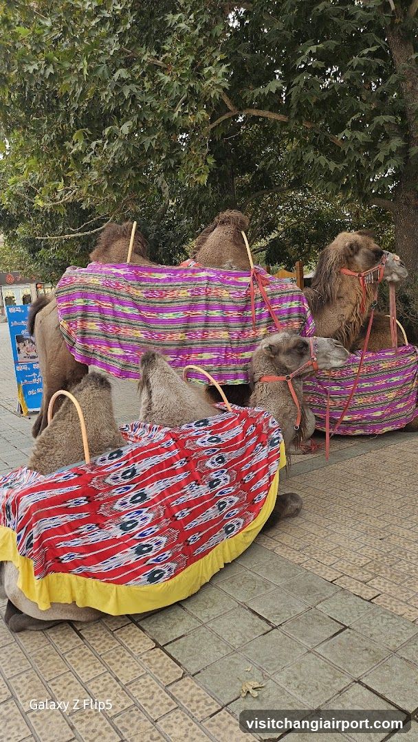 Camels with colorful blankets