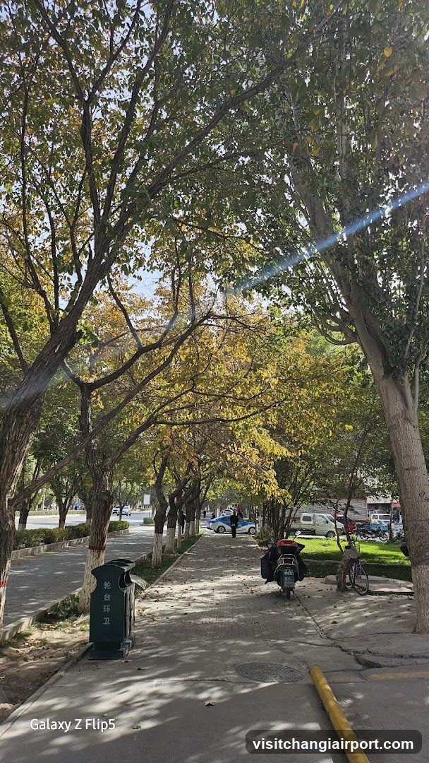 Tree-lined sidewalk with trash bin and parked vehicles