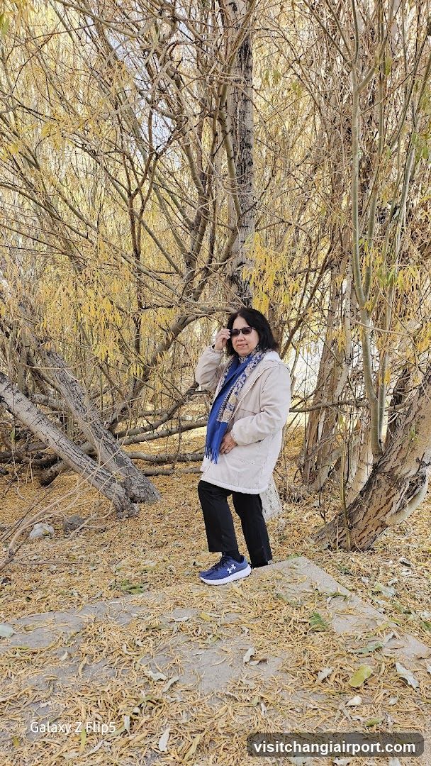 Woman in a park with willow trees